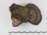 藏品(松生擬層孔菌)的圖片