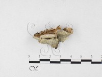 藏品(附毛菌屬)的圖片