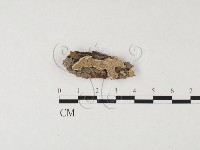 藏品(盤革菌屬)的圖片