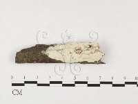 藏品(絲皮菌屬)的圖片