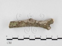 藏品(筍殼菌屬)的圖片