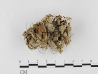 藏品(多年臥孔菌屬)的圖片