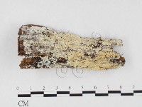 藏品(顯絲菌屬)的圖片