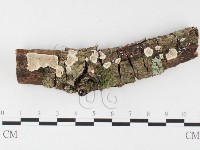 藏品(齒耳菌屬)的圖片