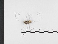 藏品(寡孔菌屬)的圖片