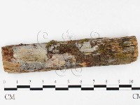 藏品(射脈菌屬)的圖片