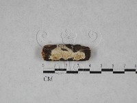 藏品(薄孔菌屬)的圖片