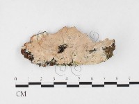 藏品(孔韌菌屬)的圖片