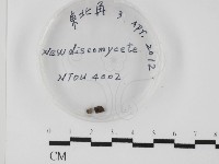 藏品()的圖片