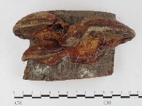 藏品(靈芝屬)的圖片