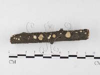 藏品(刺皮菌屬)的圖片