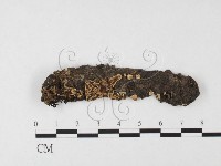 藏品(盤革菌屬)的圖片