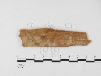 藏品(絲皮菌屬)的圖片