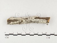 藏品(冇骨消絲齒菌)的圖片