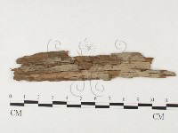 藏品(串擔革菌屬)的圖片