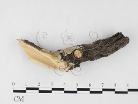 藏品(顯絲菌屬)的圖片