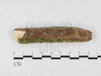 藏品(木層孔菌屬)的圖片