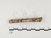 藏品(筍殼菌屬)的圖片