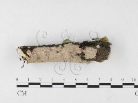 藏品(刺皮菌屬)的圖片