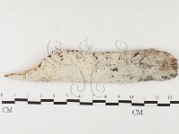 藏品(冇骨消絲齒菌)的圖片