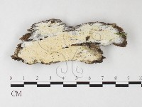 藏品(骨皮菌屬)的圖片