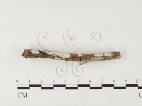 藏品(剛毛絲皮菌)的圖片