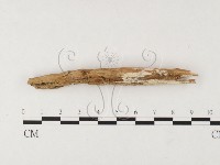 藏品(絲皮菌屬)的圖片