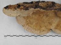 藏品(松生擬層孔菌)的圖片