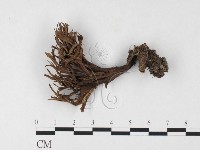 藏品(革菌屬)的圖片