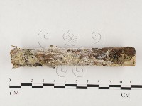 藏品(射脈菌屬)的圖片