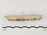 藏品(冇骨消絲齒菌)的圖片