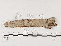 藏品(射脈菌屬)的圖片