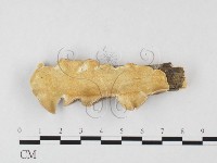 藏品(栓菌屬)的圖片