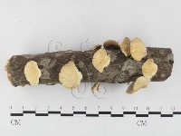 藏品(雲芝)的圖片