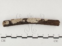 藏品(刺皮菌屬)的圖片