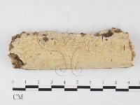 藏品(顯絲菌屬)的圖片