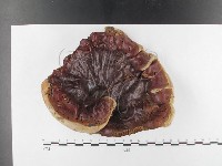 藏品(重傘靈芝)的圖片