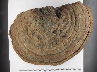 藏品(纖孔菌屬)的圖片