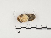 藏品(骨皮菌屬)的圖片