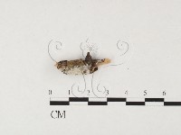 藏品(絲齒菌屬)的圖片