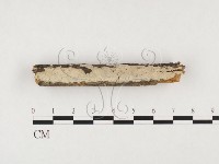 藏品(樹狀皮革菌屬)的圖片