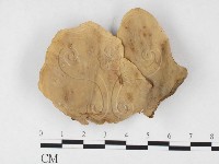 藏品(韌革菌屬)的圖片