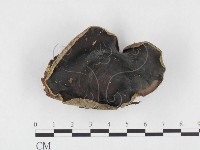 藏品(毛木耳)的圖片