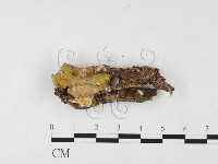 藏品(射脈菌屬)的圖片