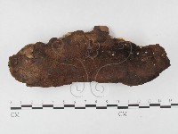 藏品(木層孔菌屬)的圖片