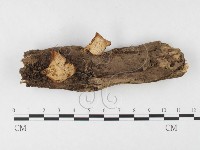 藏品(多孔菌屬)的圖片