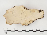 藏品(多年臥孔菌屬)的圖片