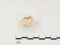 藏品(雲芝)的圖片