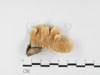 藏品(附毛菌屬)的圖片