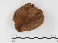 藏品(木層孔菌屬)的圖片